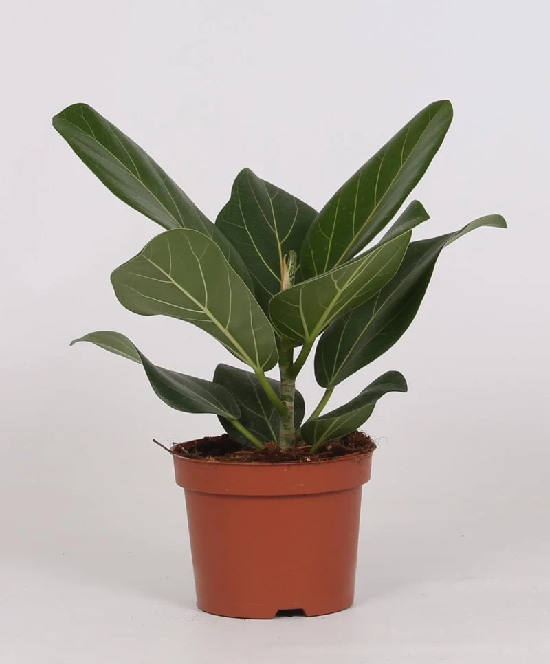 Ficus Bengalensis