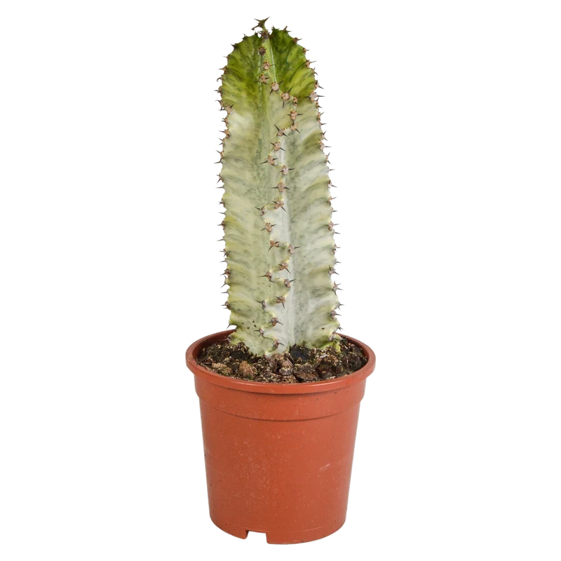 Euphorbia marmorata