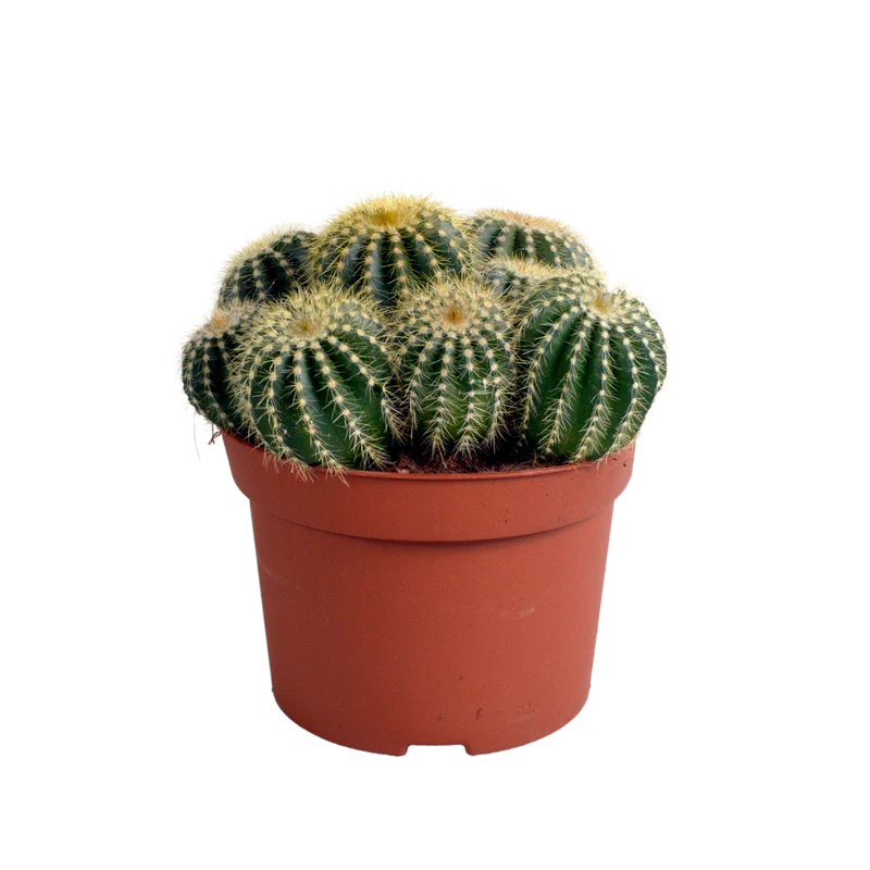 Eriocactus warasii