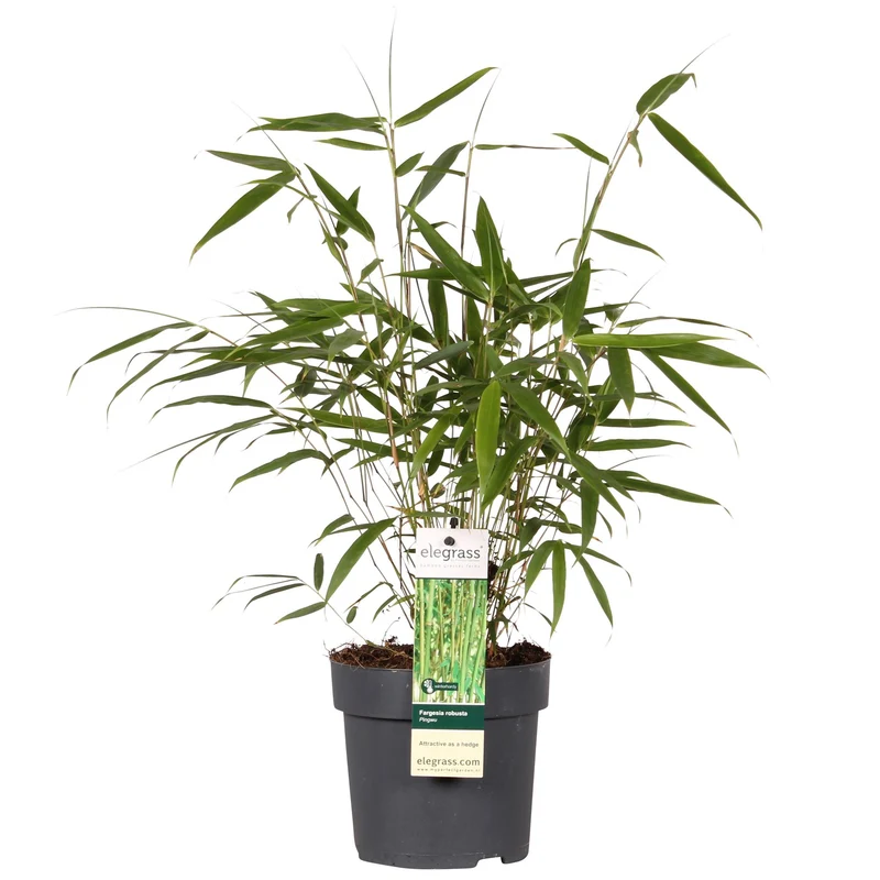 Fargesia robusta Pingwu, niet-woekerende bamboe