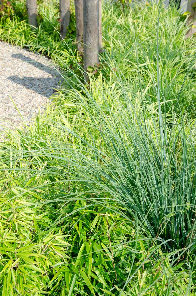 Fargesia rufa kopen, niet-woekerende tuinbamboe