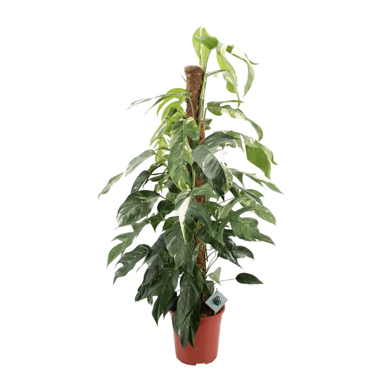 Epipremnum Pinnatum Albo Variegata