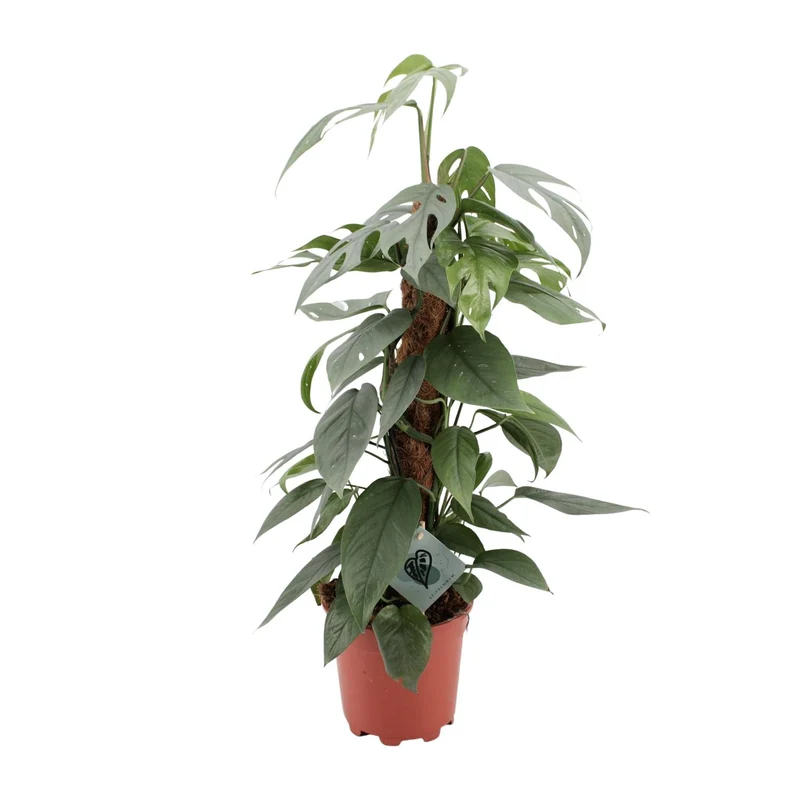 Epipremnum Pinnatum Cebu Blue