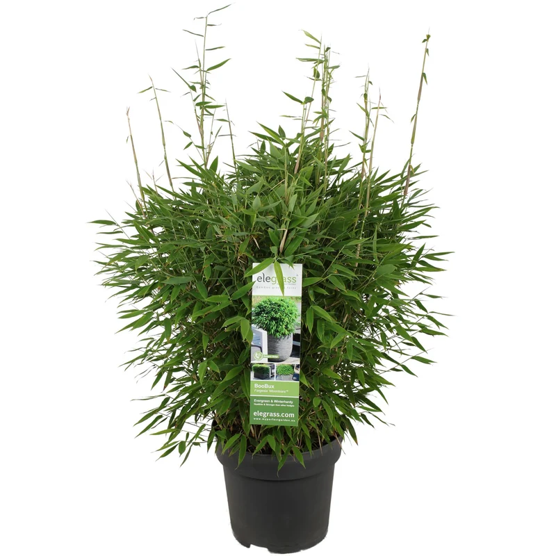 Fargesia Moontears Boobux, bladhoudende bamboe voor de tuin