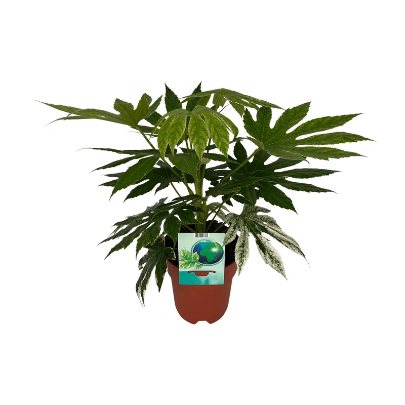 Fatsia Japonica Variegata