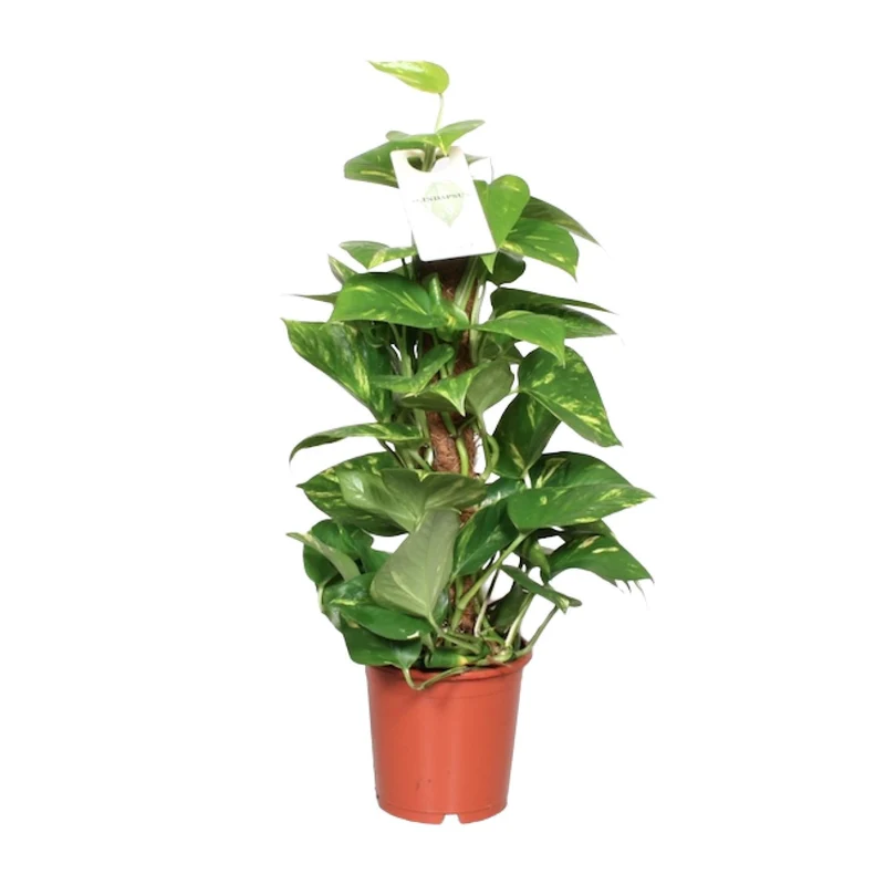 Epipremnum Aureum