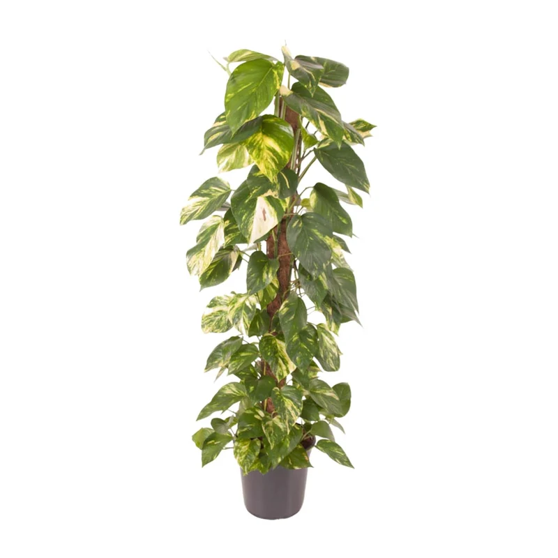 Epipremnum Pinnatum