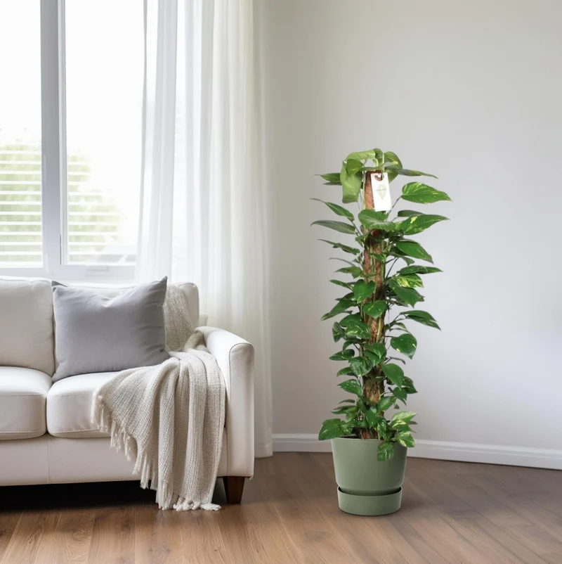 Epipremnum Pinnatum Mosstok Scindapsus