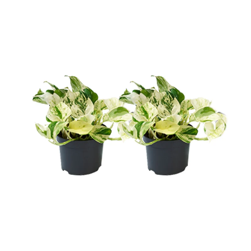 Epipremnum Happy Leaf - 2 stuks