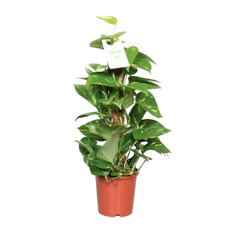 Epipremnum Pinnatum Mosstok 60cm Scindapsus