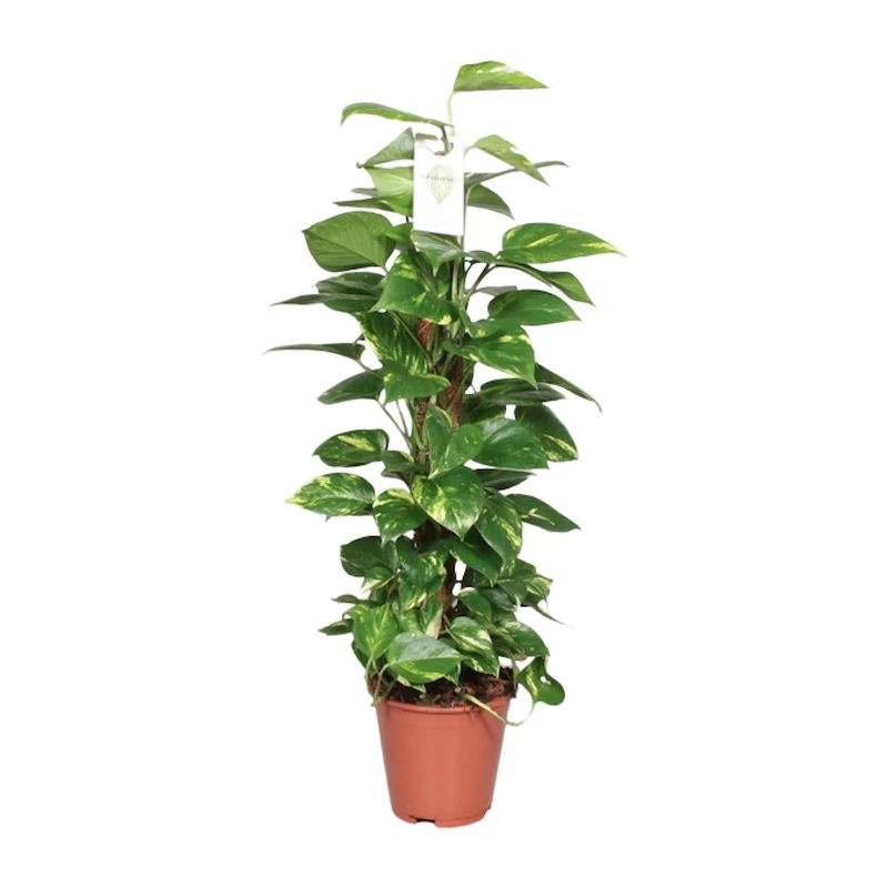 Epipremnum Pinnatum Mosstok 80cm Scindapsus