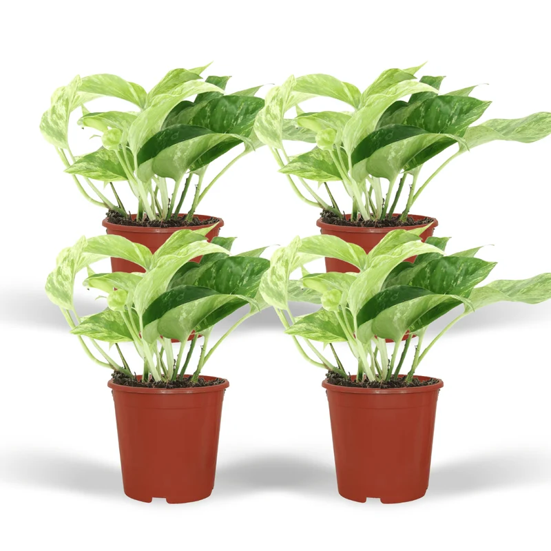 Epipremnum Marble Queen - 4 stuks