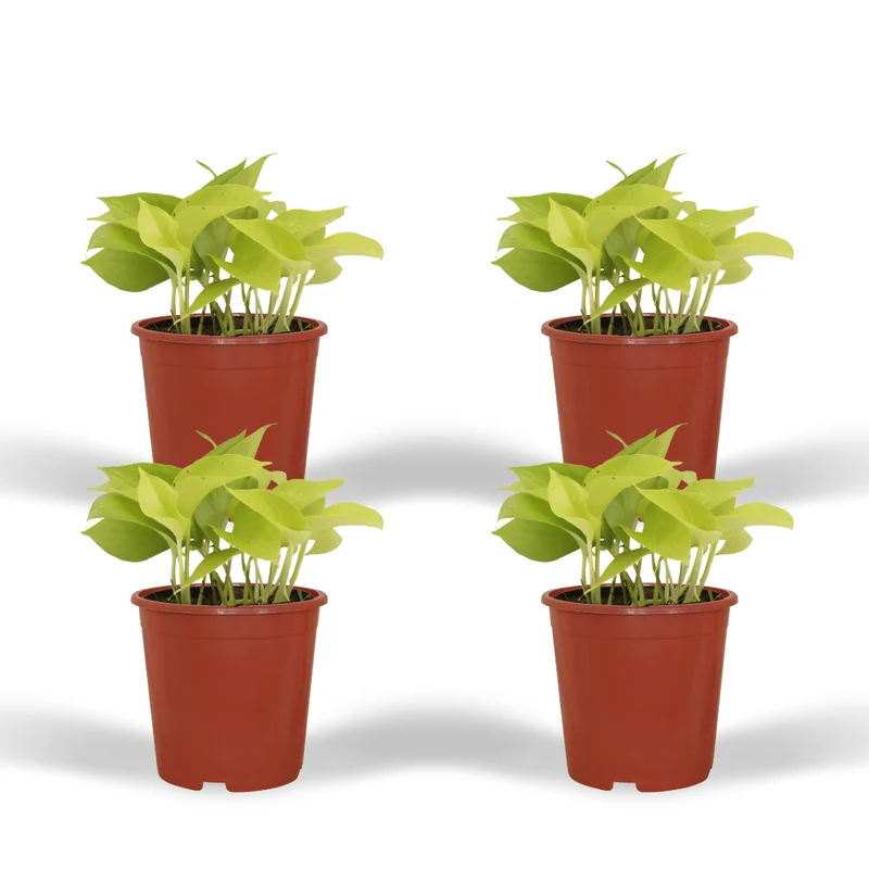 Epipremnum Golden Pothos (Scindapsus) - 4 stuks