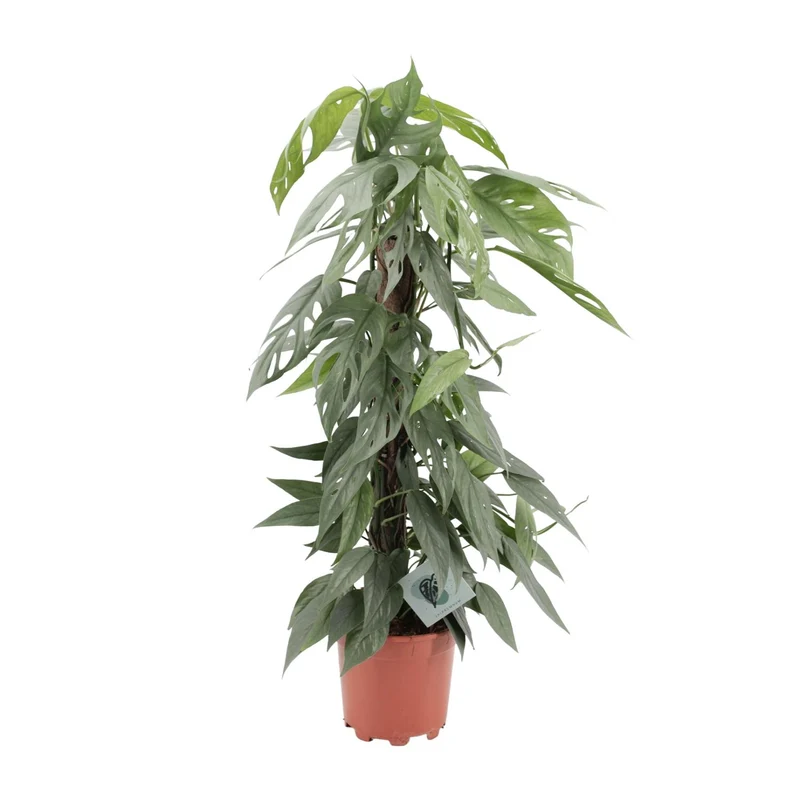 Epipremnum Pinnatum Cebu Blue