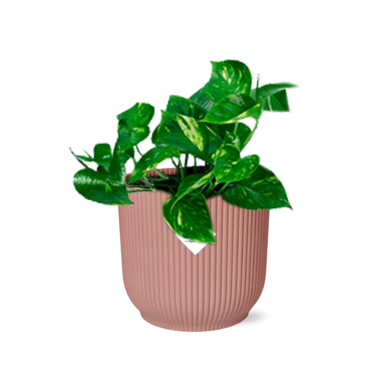Epipremnum Pinnatum ‘Aureum’ in ELHO Vibes Fold 14cm roze