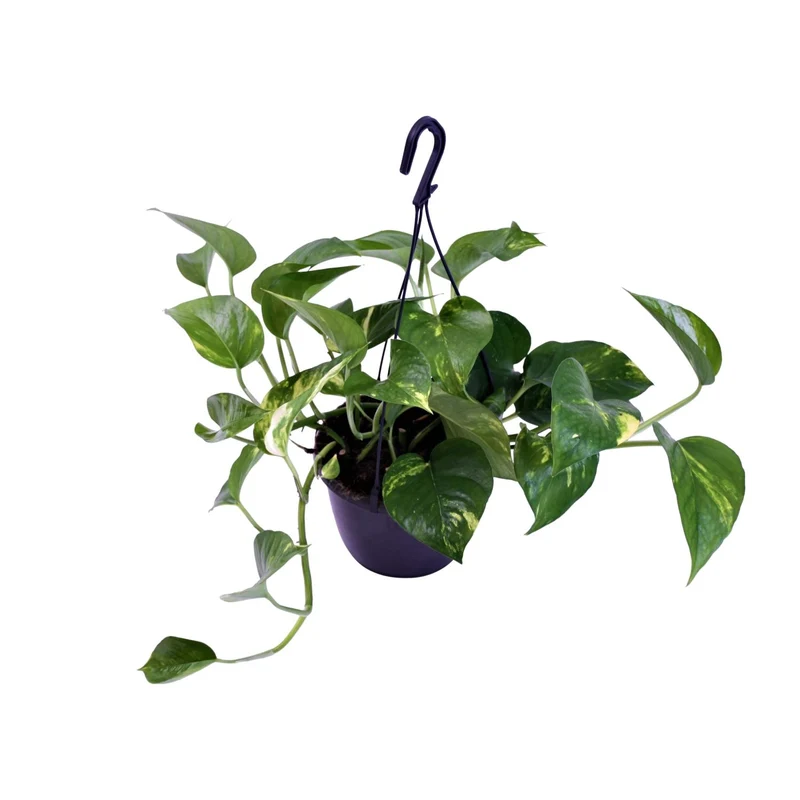 Epipremnum Aureum