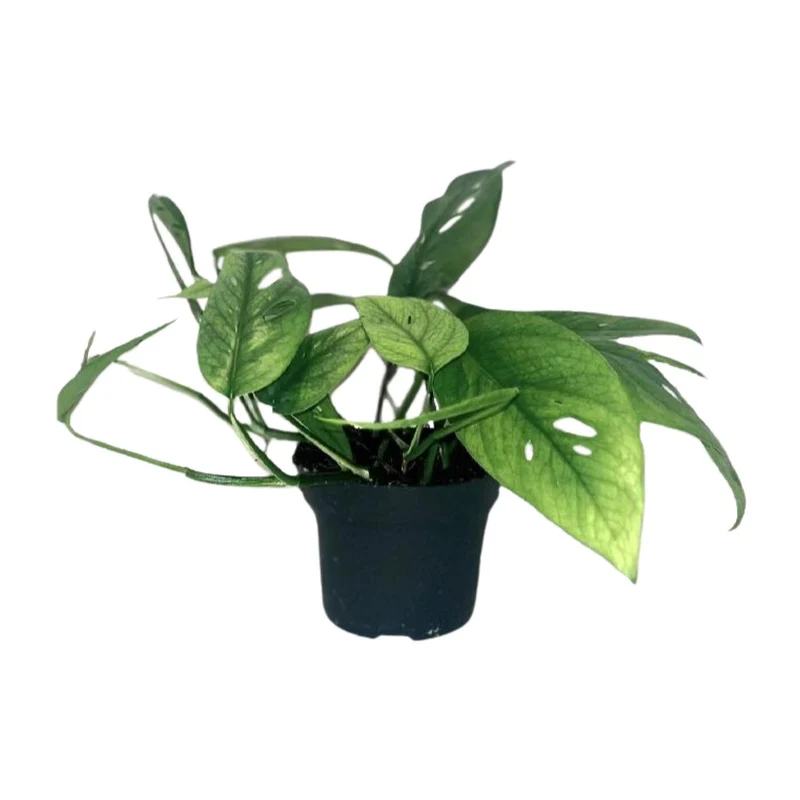 Epipremnum Cebu Blue