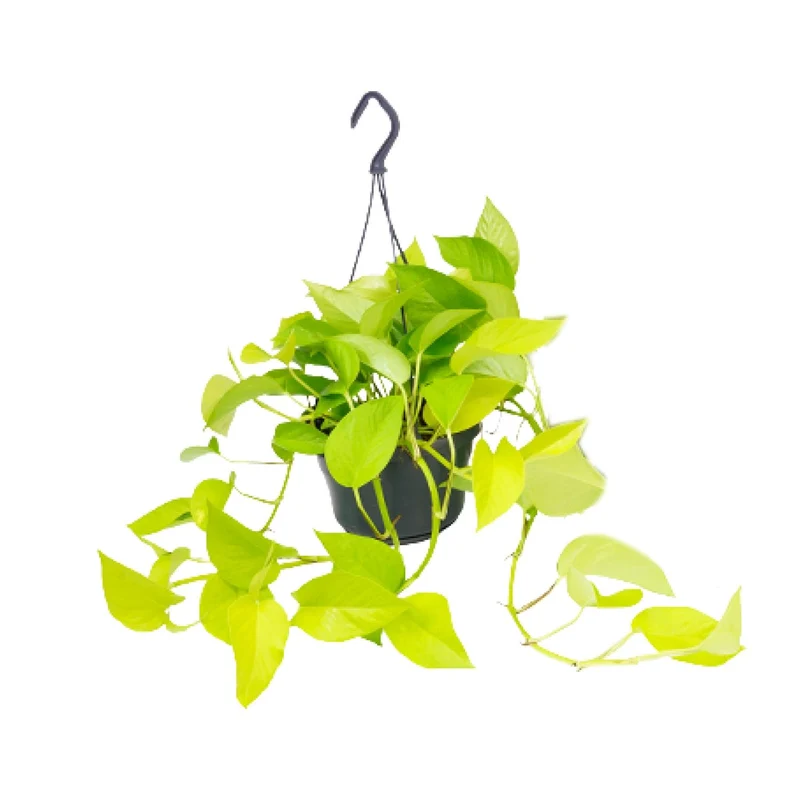Epipremnum Golden Pothos - Scindapsus