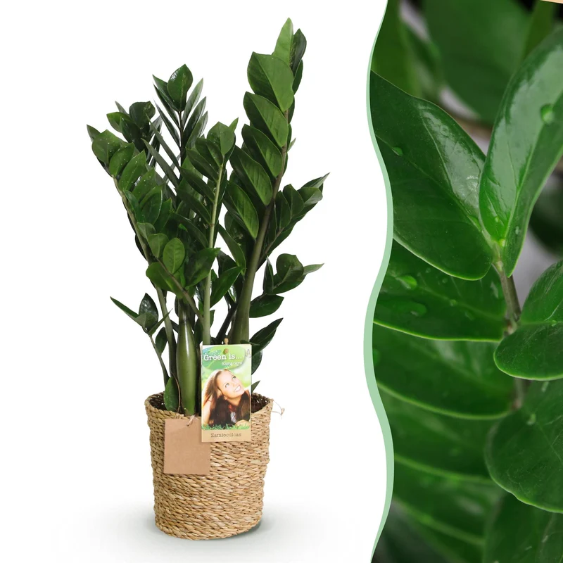 Zamioculcas
