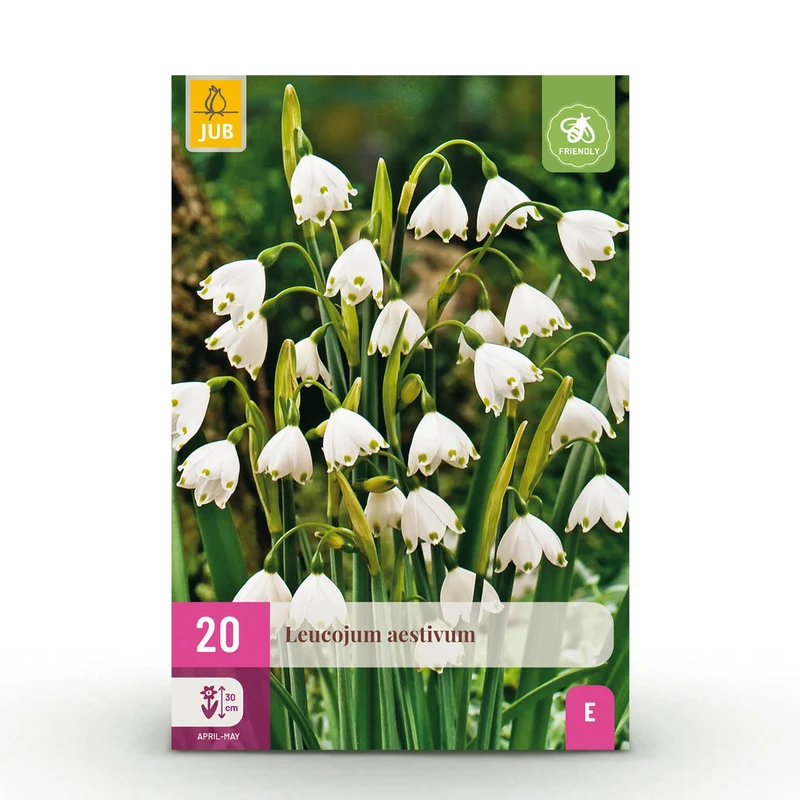Leucojum Aestivum