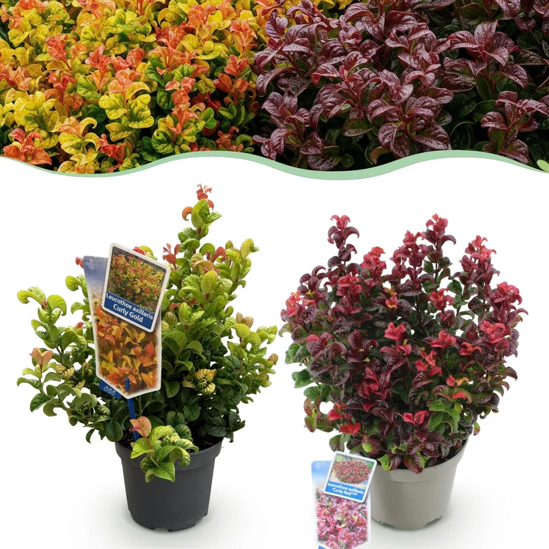 Leucothoe Curly Duo