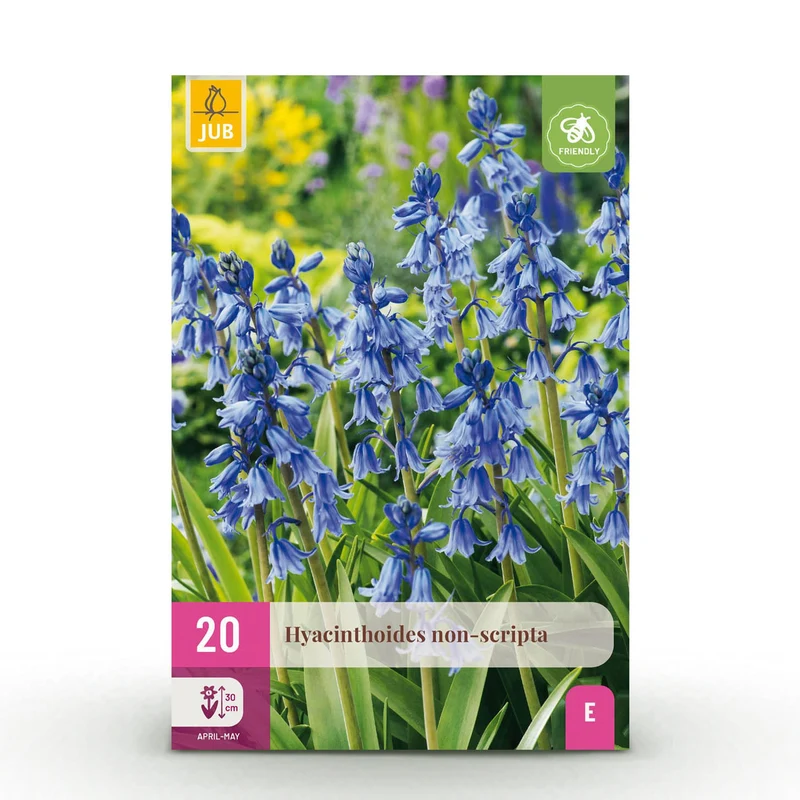 Hyacinthoides non Scripta