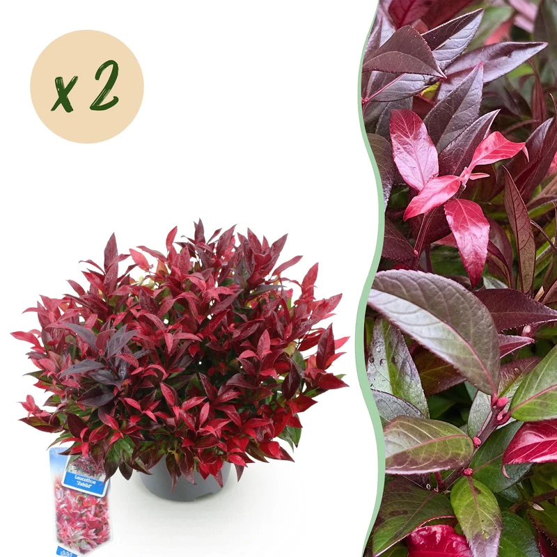 Leucothoe Zeblid