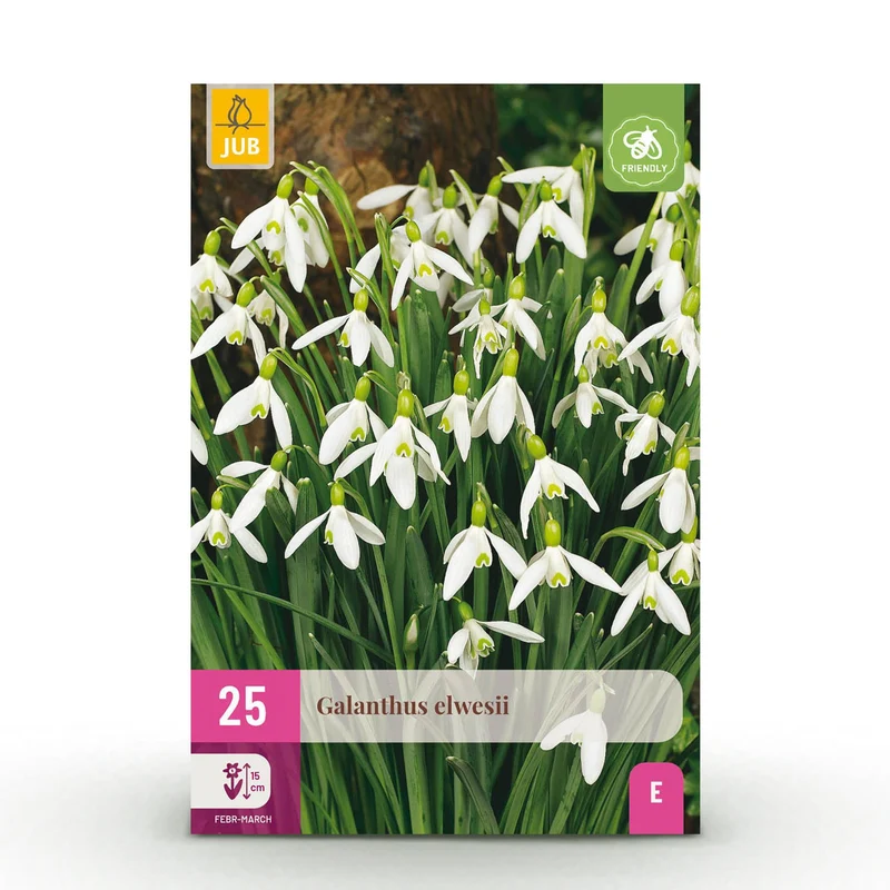 Galanthus Elwesii