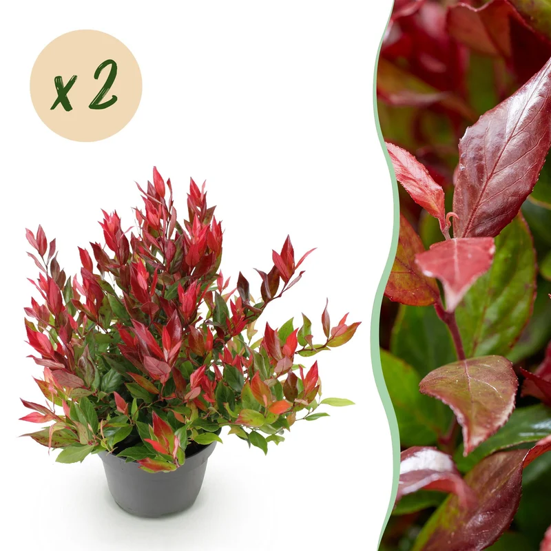 Leucothoe Little Flame