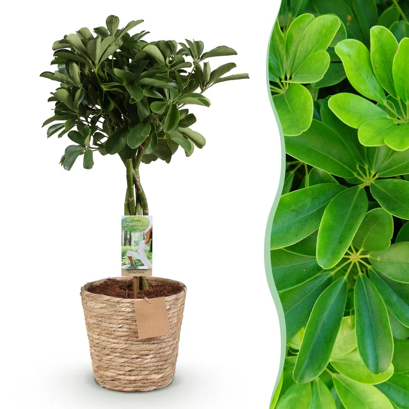 Schefflera Nora