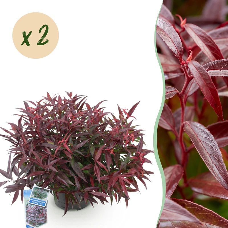 Leucothoe Burning Love