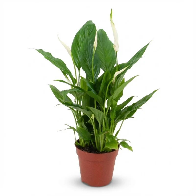 Spathiphyllum