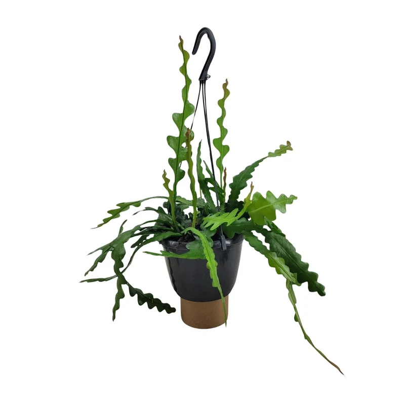 Epiphyllum Anguliger