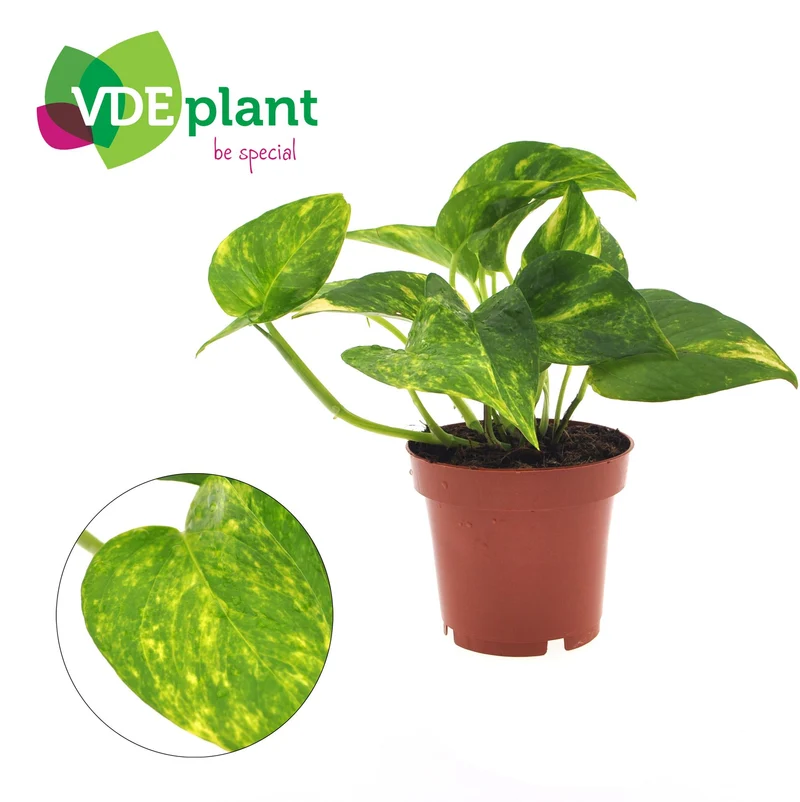 Epipremnum Aureum