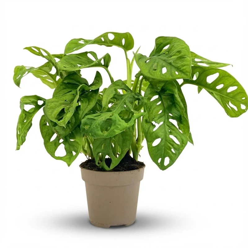 Monstera Adansonii Monkey Mask