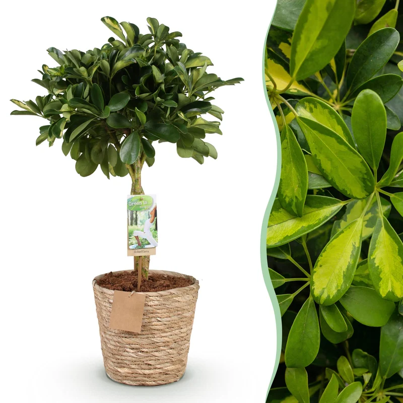 Schefflera Gold Capelle