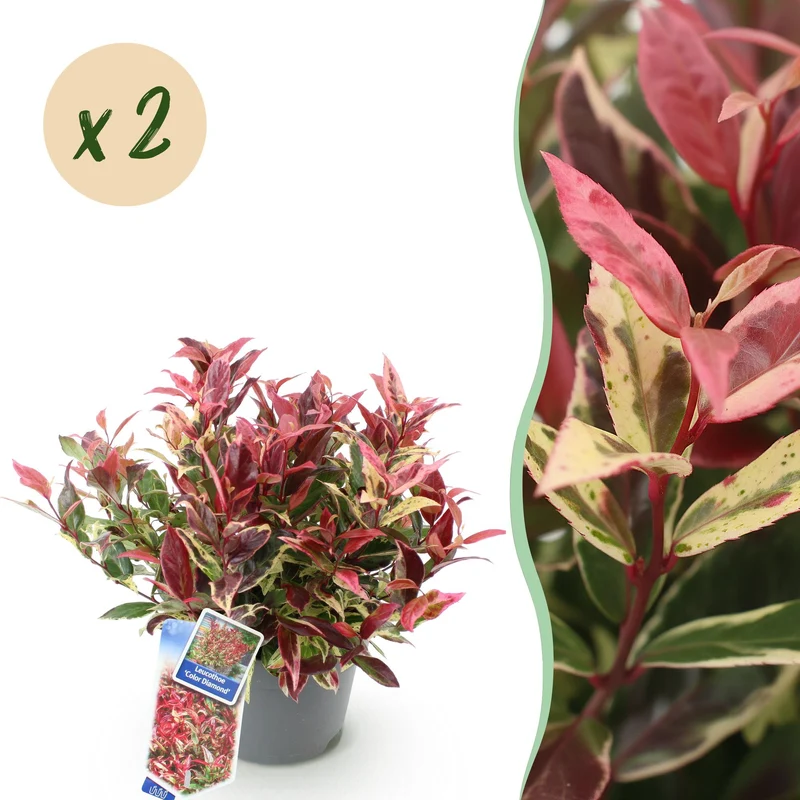 2x Leucothoe Colour Diamond