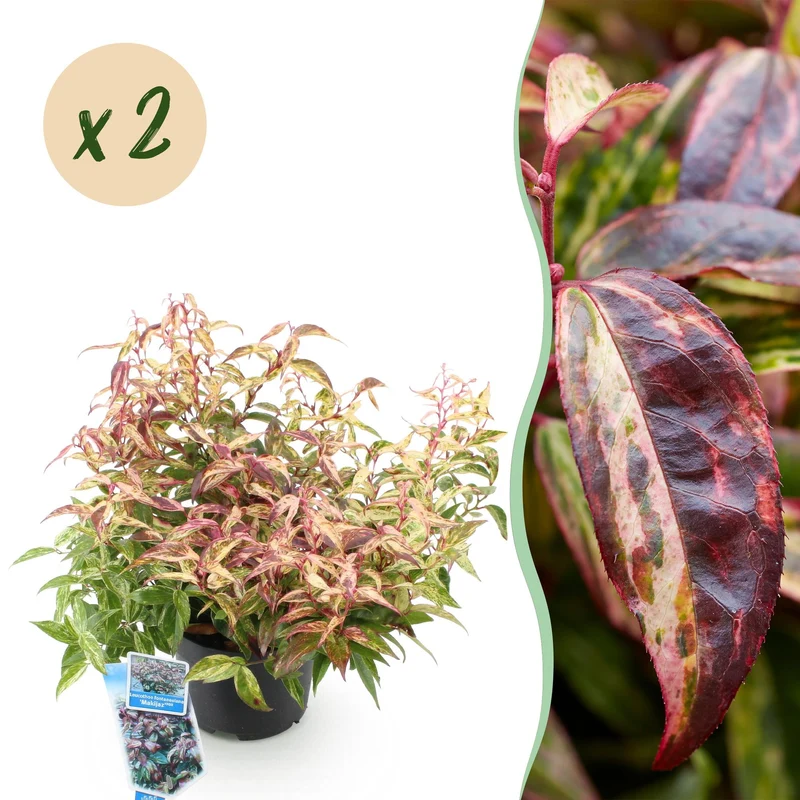 Leucothoe Makijaz