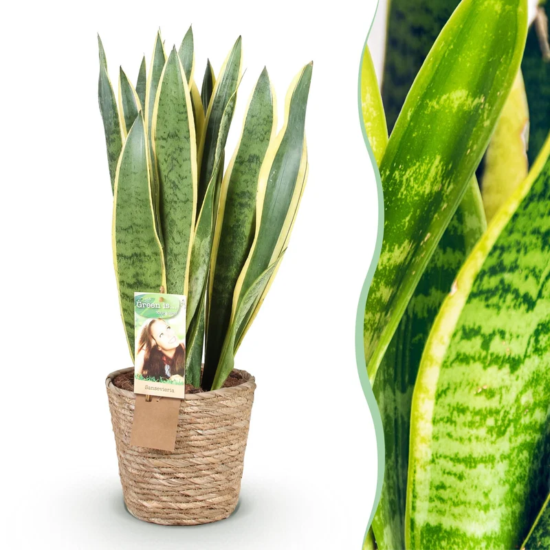 Sansevieria Laurentii