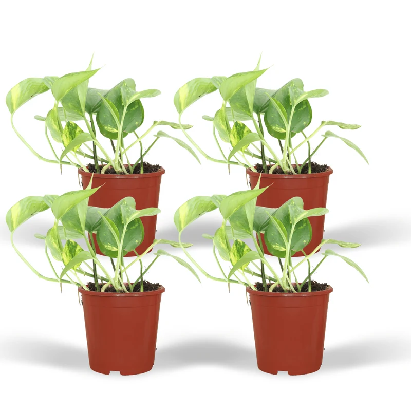 Epipremnum Aureum (Scindapsus) - 4 stuks