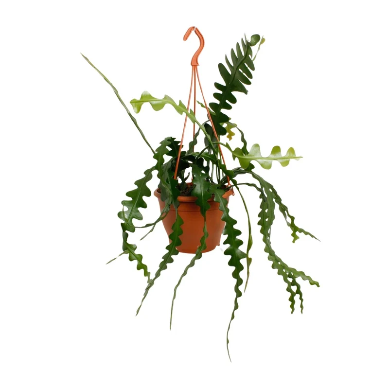 Epiphyllum Anguliger