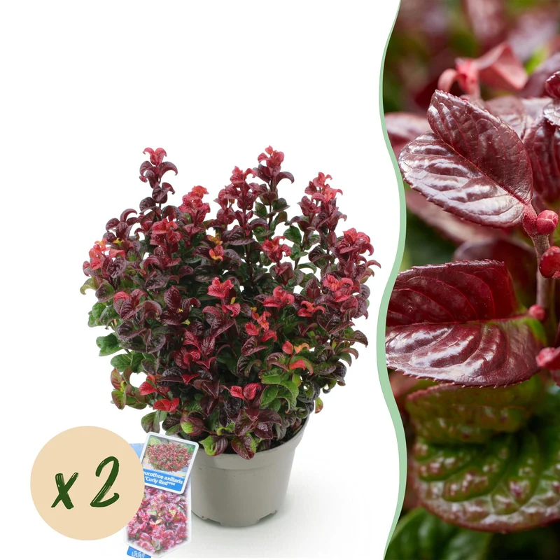 Leucothoe Curly Red