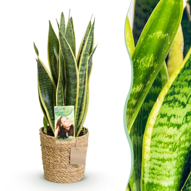 Sansevieria Laurentii