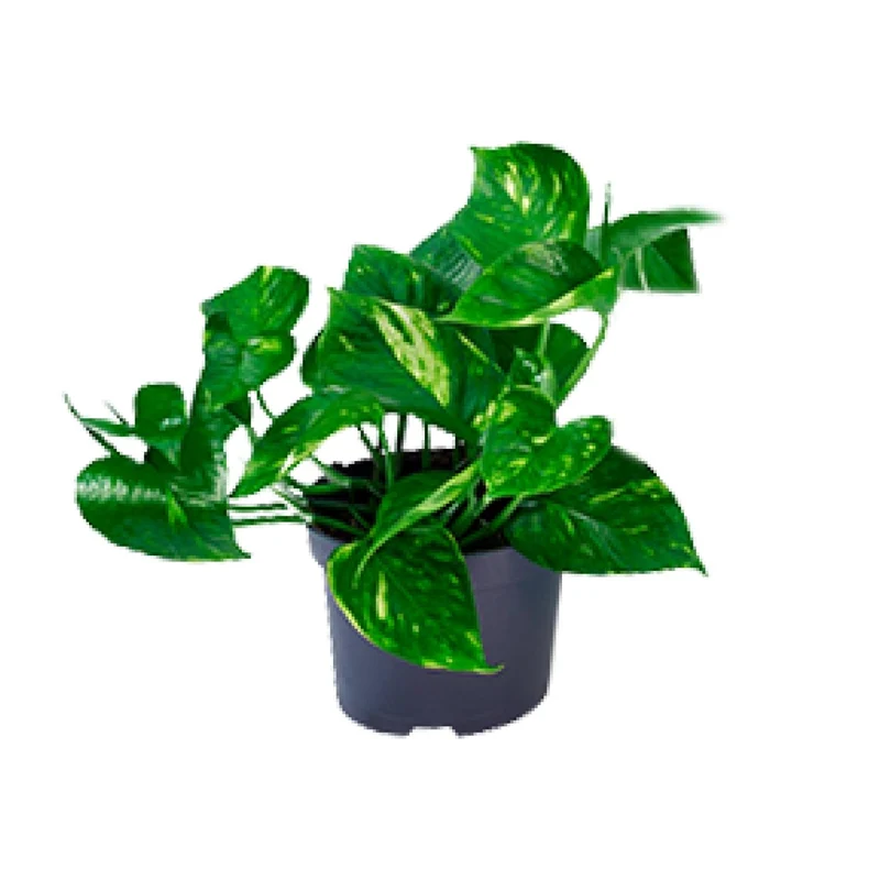 Epipremnum Aureum