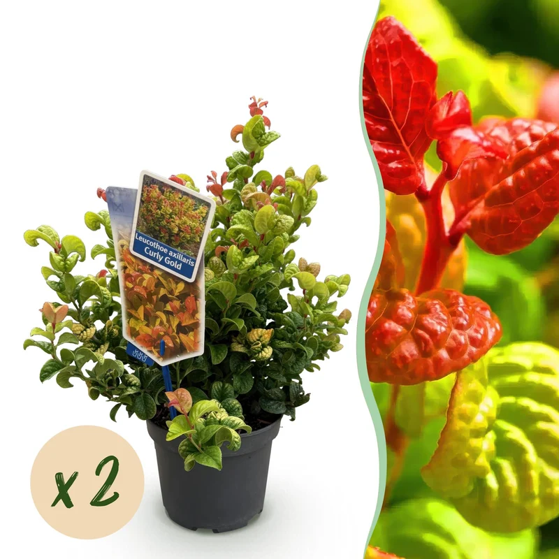Leucothoe Curly Gold