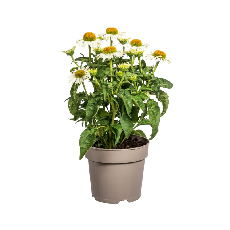Echinacea Purpurea White