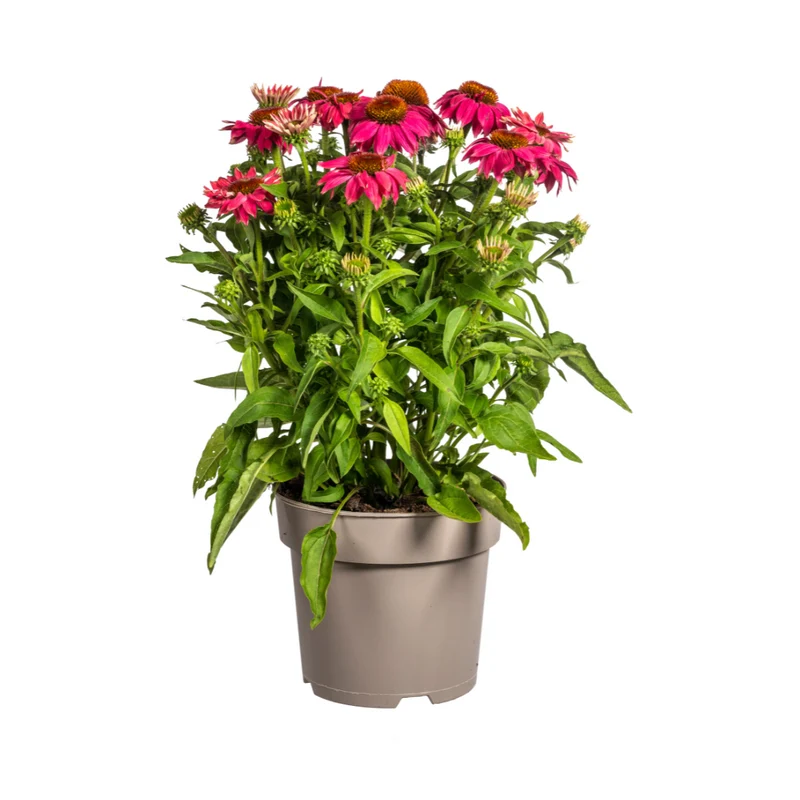 Echinacea Purpurea Purple