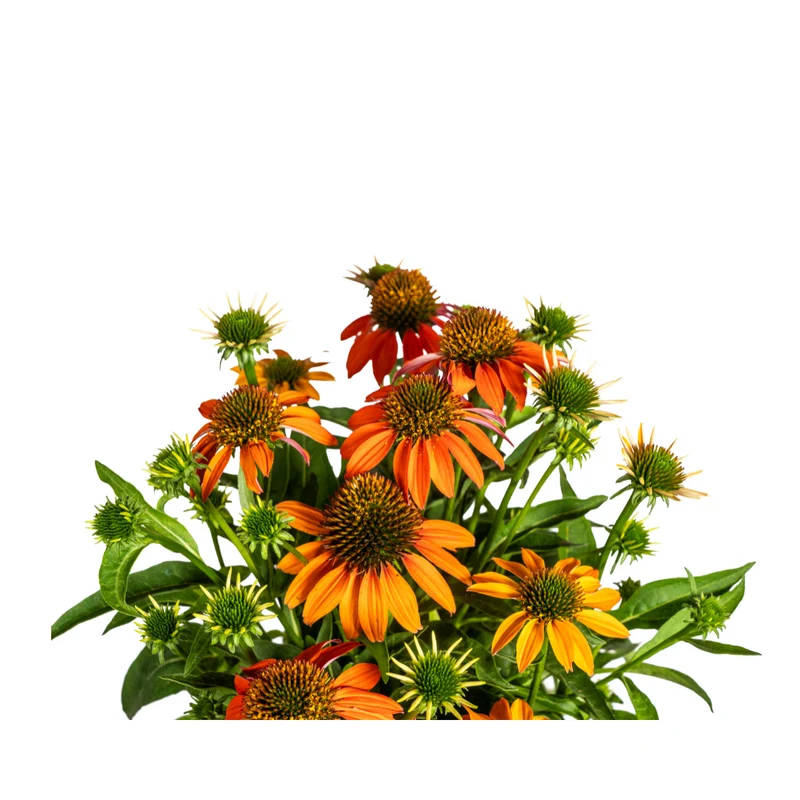 Echinacea Purpurea Orange
