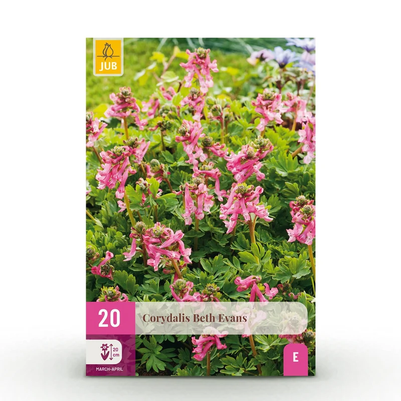 Corydalis Beth Evans