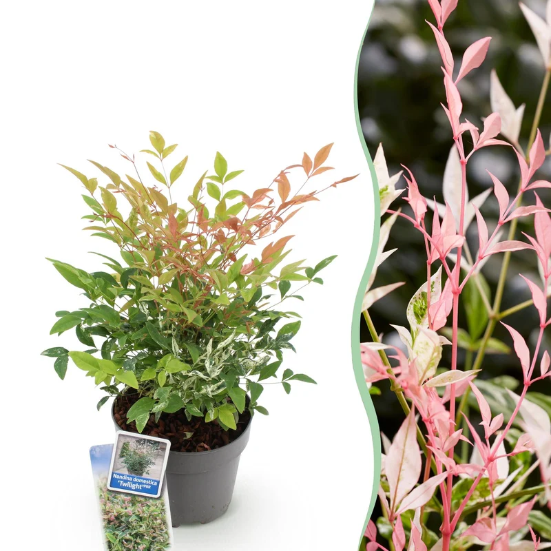Nandina Twilight